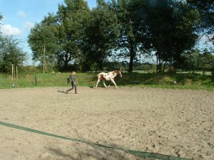 Workshop `Paard als spiegel´